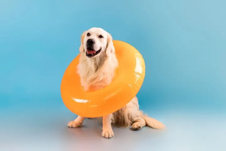 Pet Sigortası